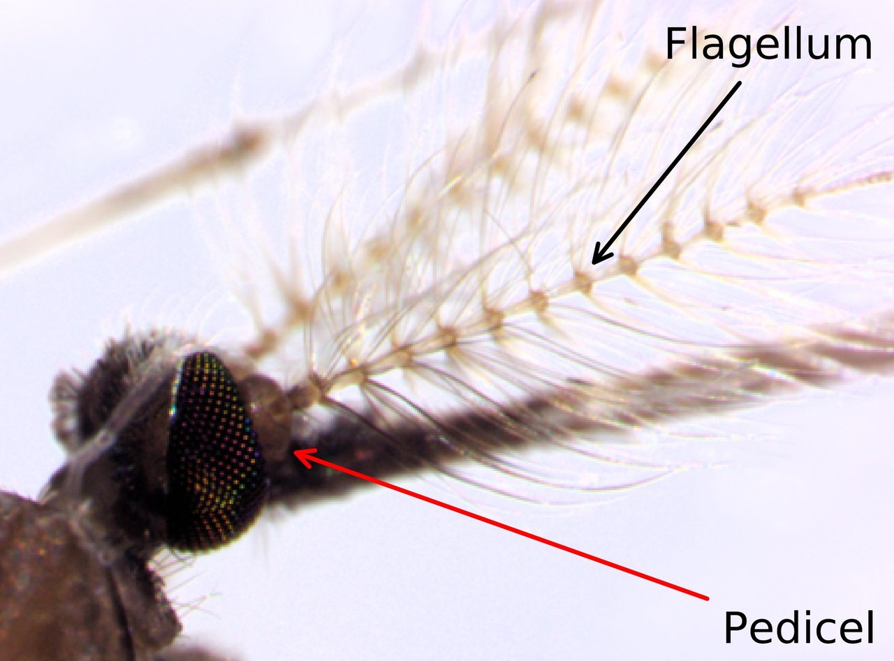 Micrograph of a male mosquito antenna with its flagellum and pedicel labelled